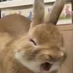 lq233-无忧免费游戏网